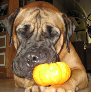 Sugar Bear eats pupkin